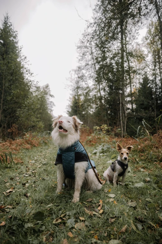 two dogs sitting in the woods, one of them looking up at the sky