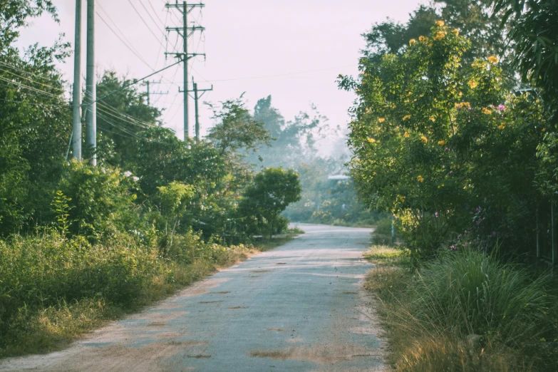 the empty road is in between some trees