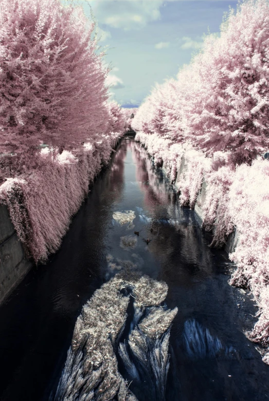 infrared image of river with tree in background