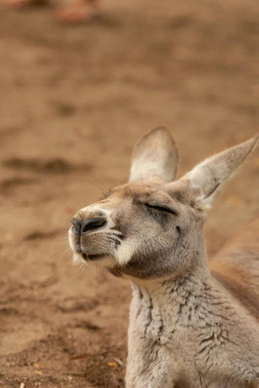 a close up of a kangaroo staring off into the distance