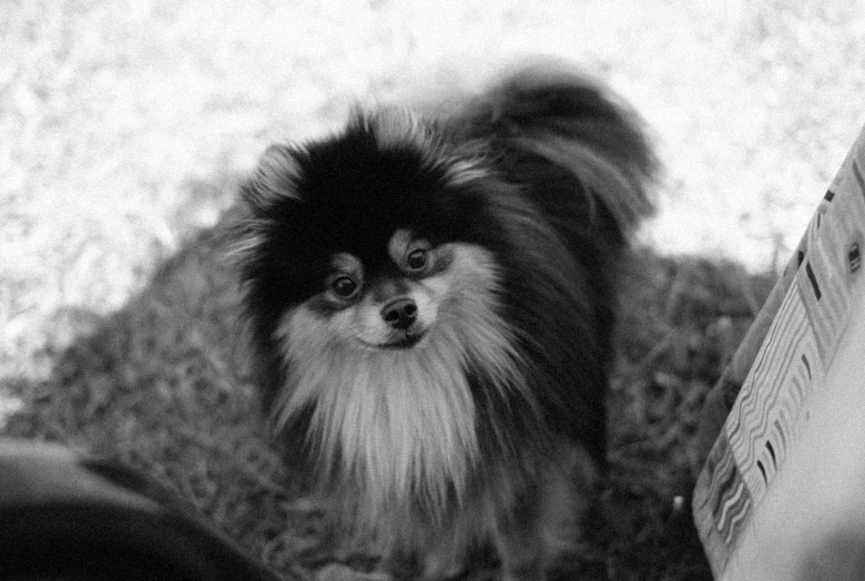 a small dog with big eyes looking at the camera