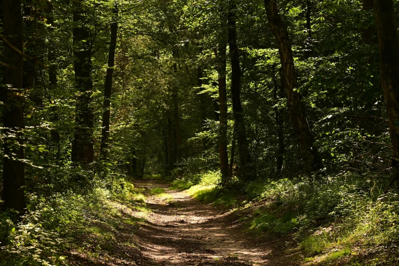 a dirt path surrounded by green trees that have grass on them