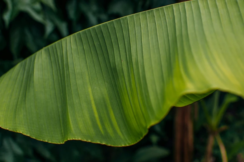 a leaf that has many leaves in it