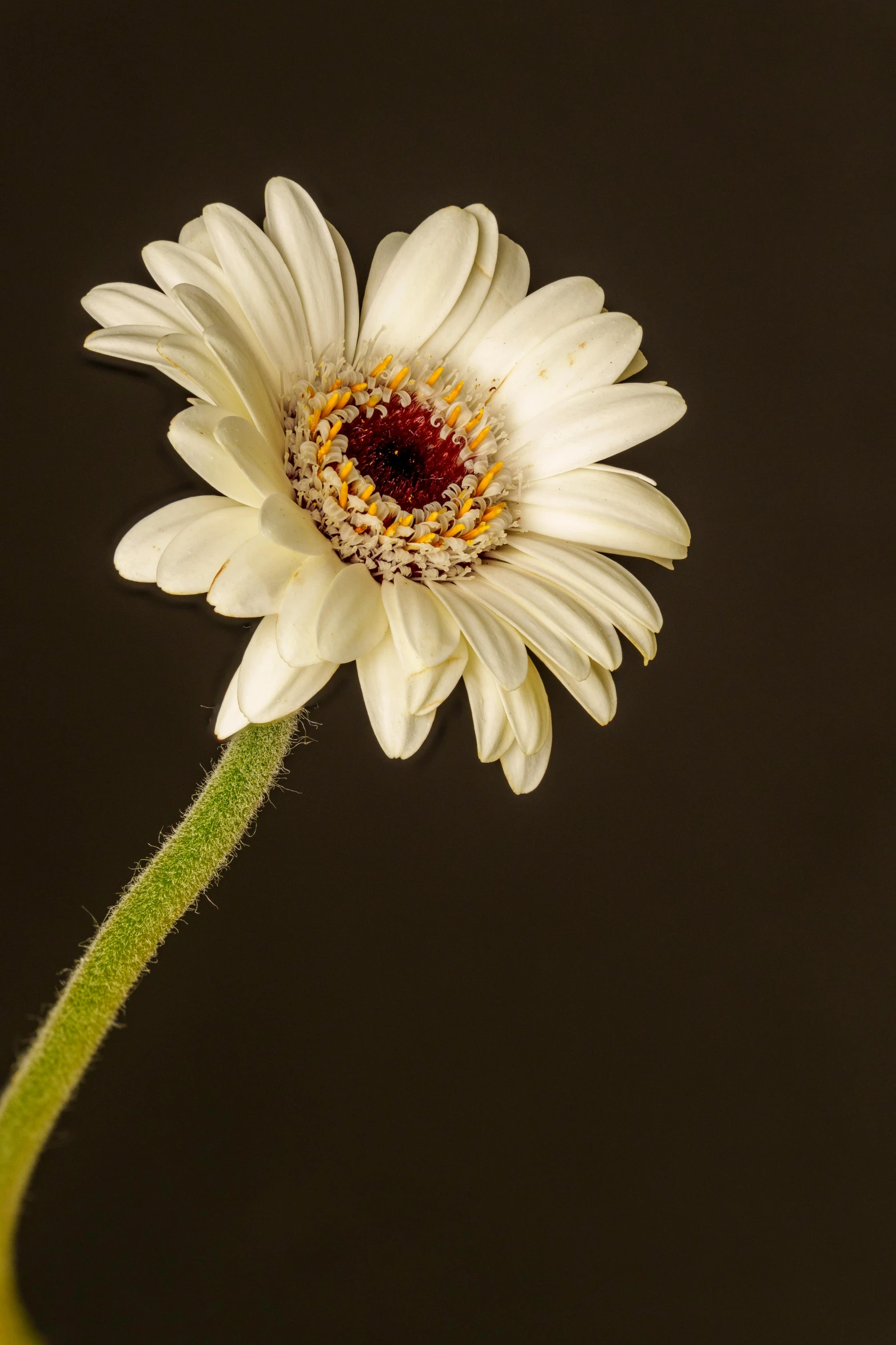 a single white daisy has a dark red center