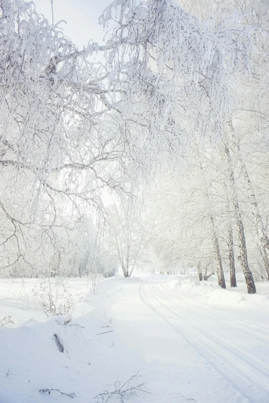 the snow covered landscape has lots of white trees