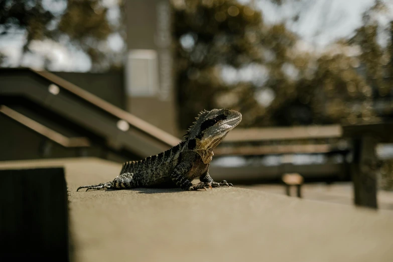 there is a lizard sitting on the ground