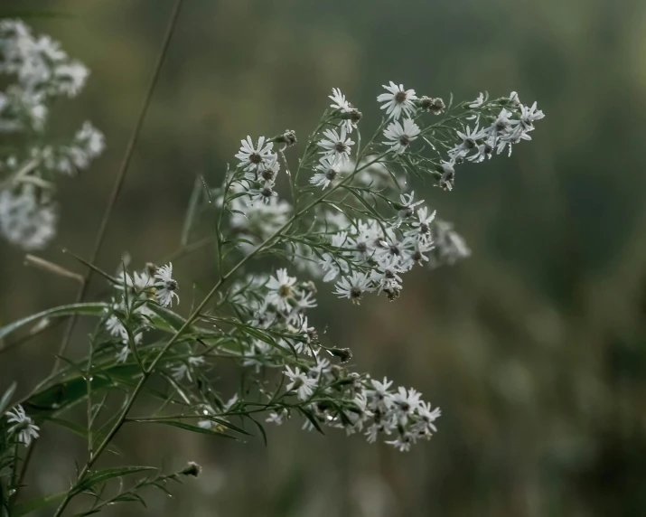 the flowers are blooming for the picture to be displayed