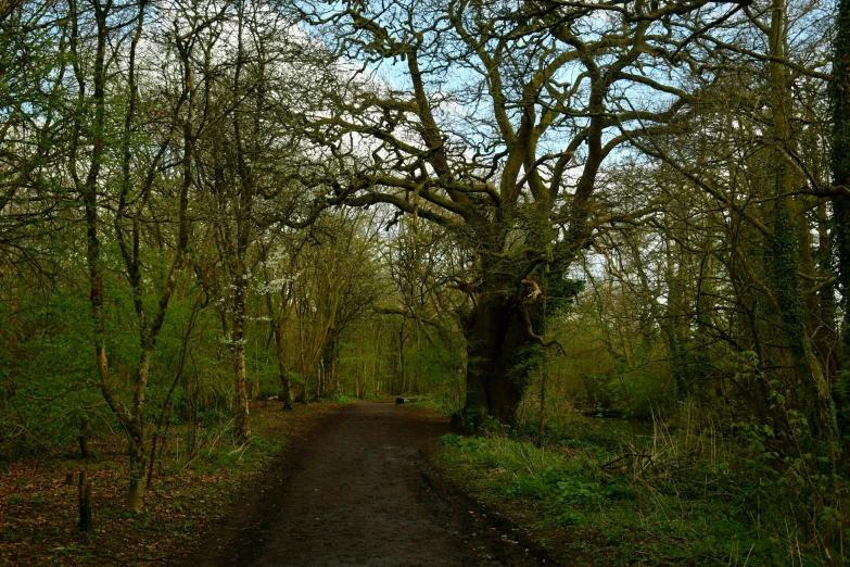 a trail through an area with trees and leaves