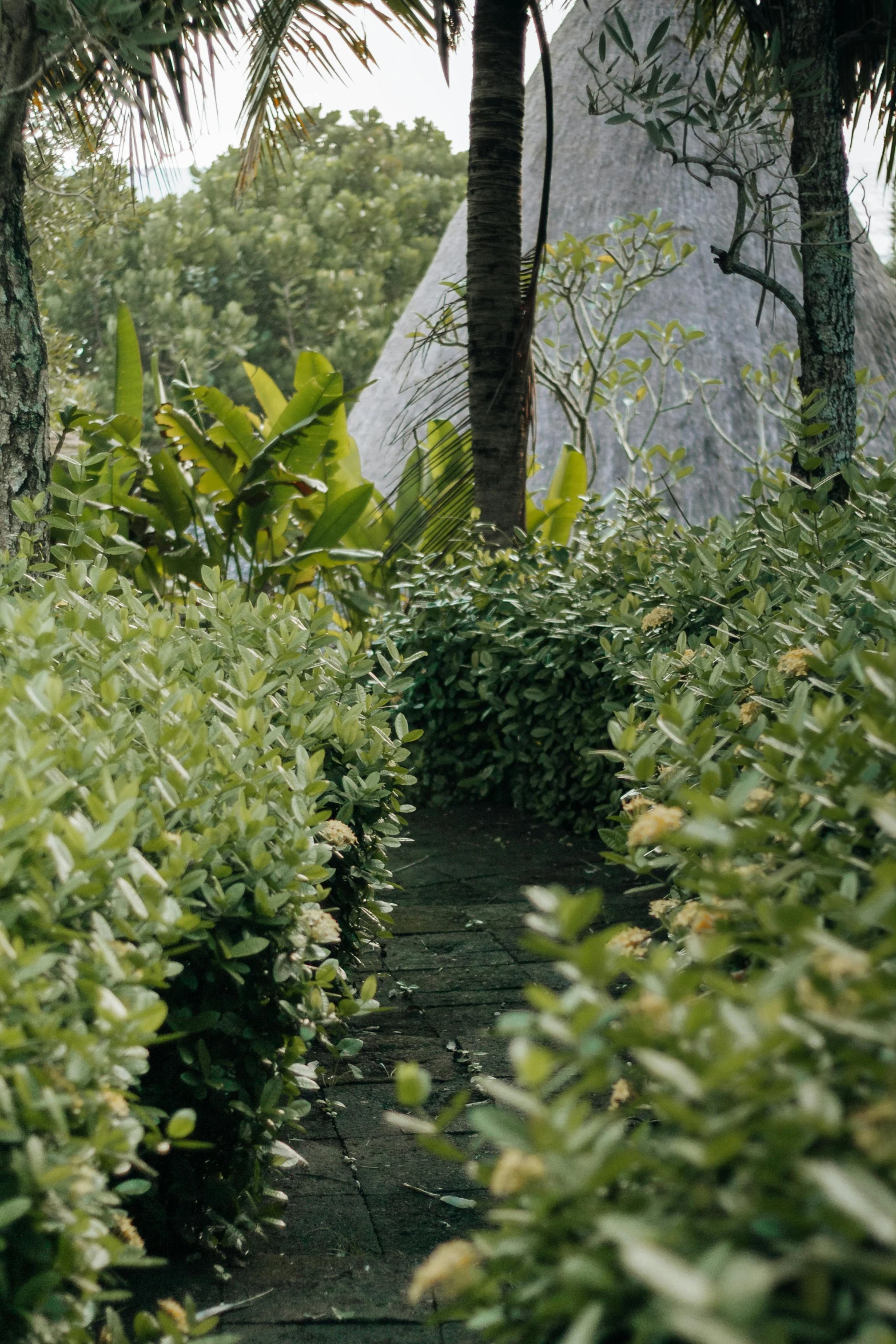 a pathway that goes through some plants and a rock