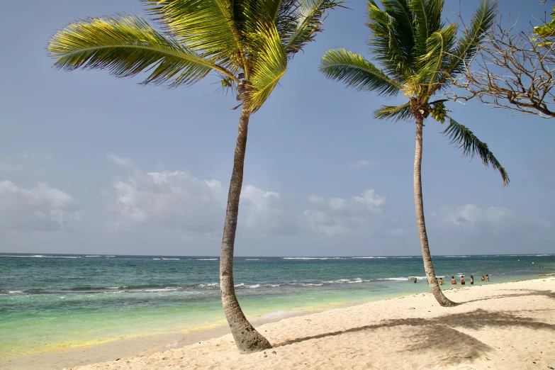 a beach lined with palm trees and people