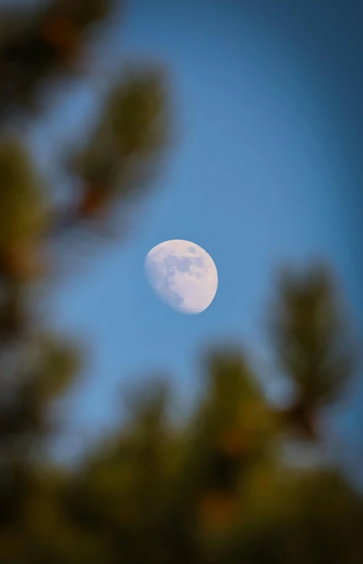 a bright moon rises in the clear blue sky over some green trees