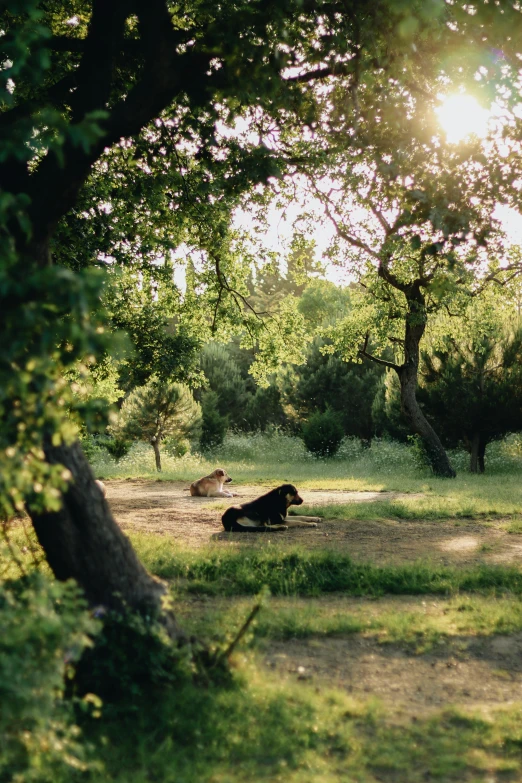 some black and white animals in a grassy field