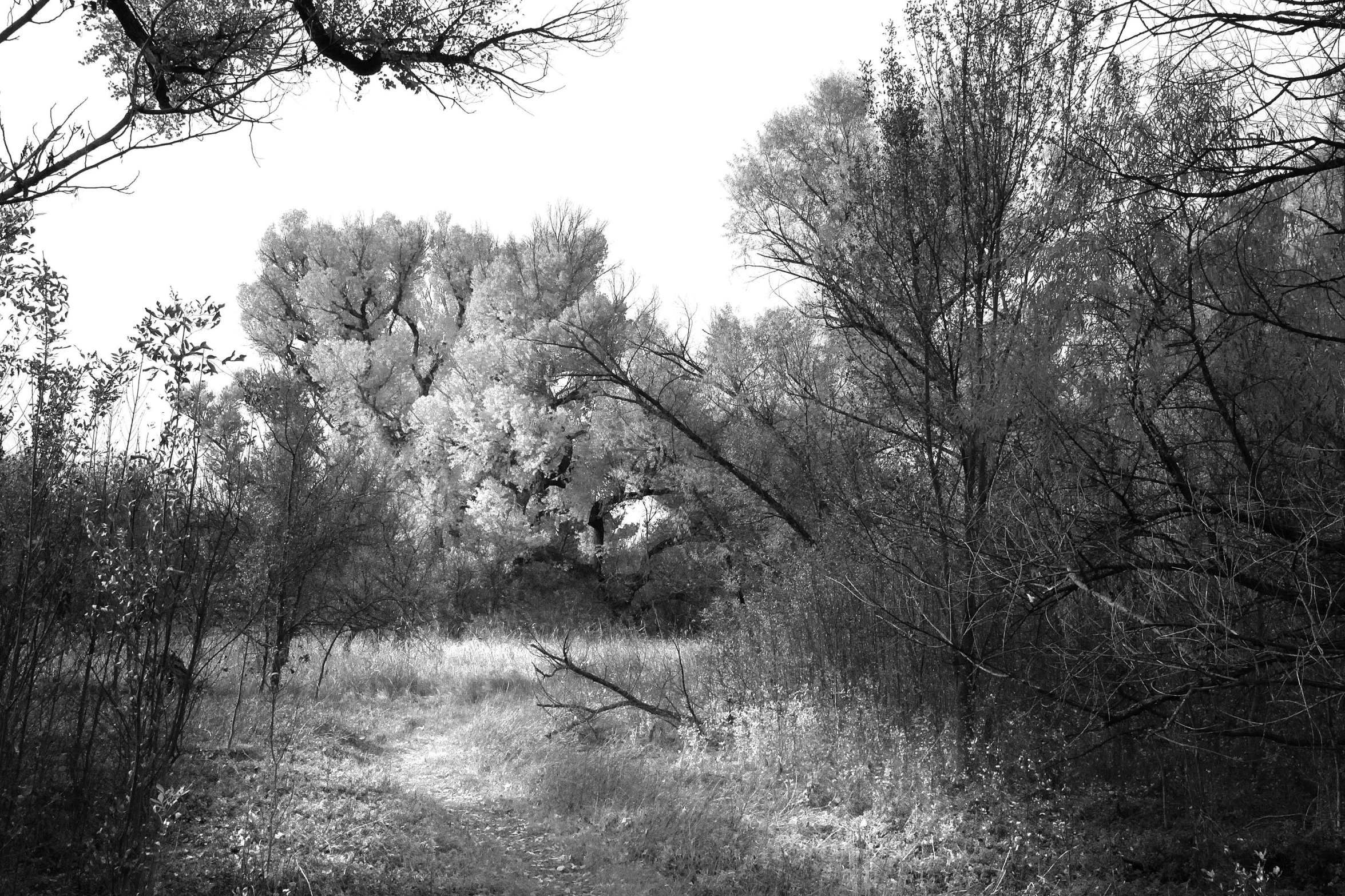 black and white pograph of person walking through the woods