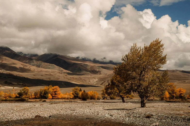 the tree is changing colors in the mountainous landscape