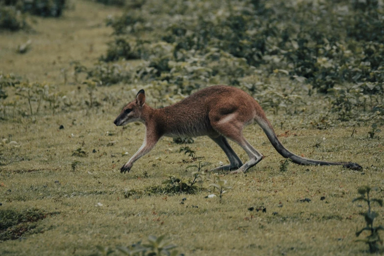 the brown kangaroo is running in grass