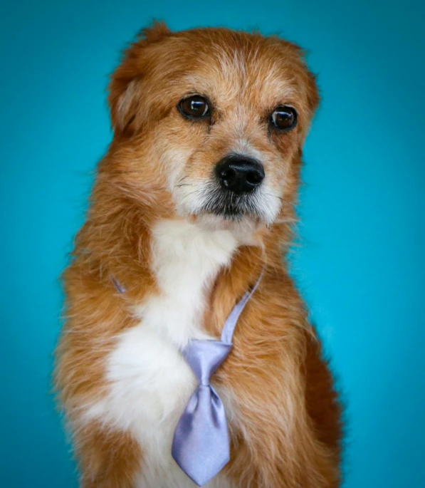 a small brown dog with a blue tie