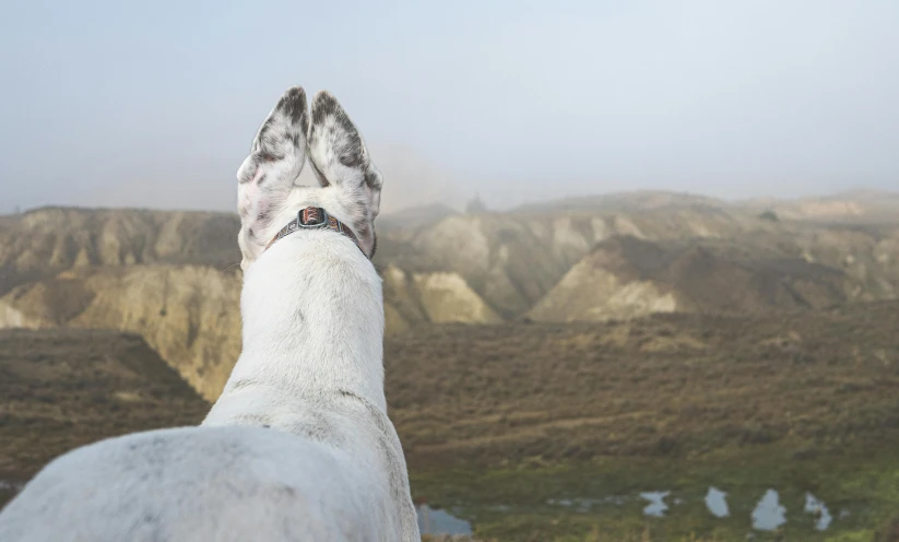 white dog standing in front of an out door window overlooking mountains