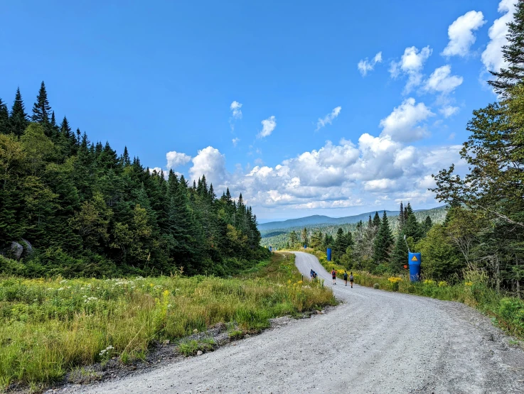 a dirt road is between many trees and bushes