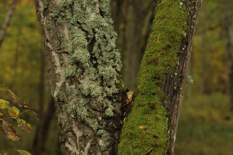 a couple of trees with many different colors of moss growing on them