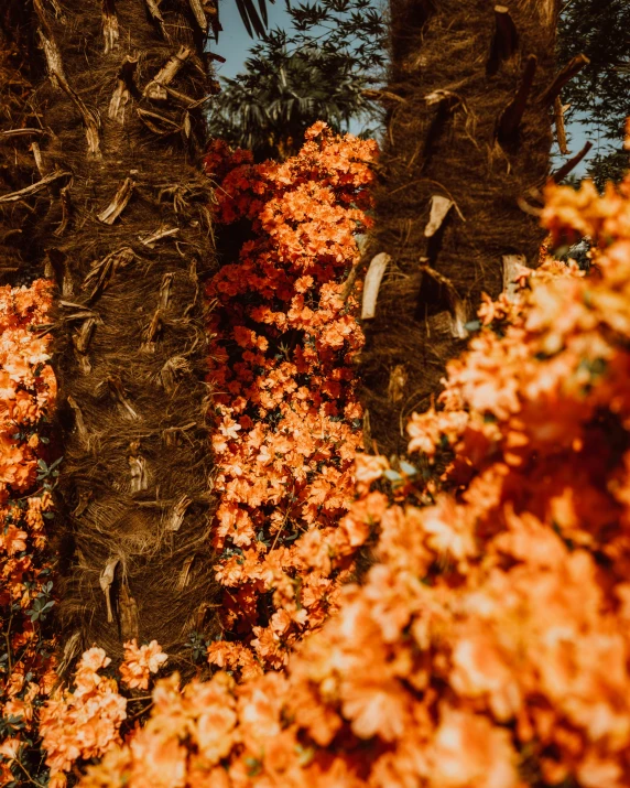 a colorful flower garden with very many flowers