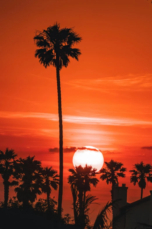 a sunset with palm trees on the horizon