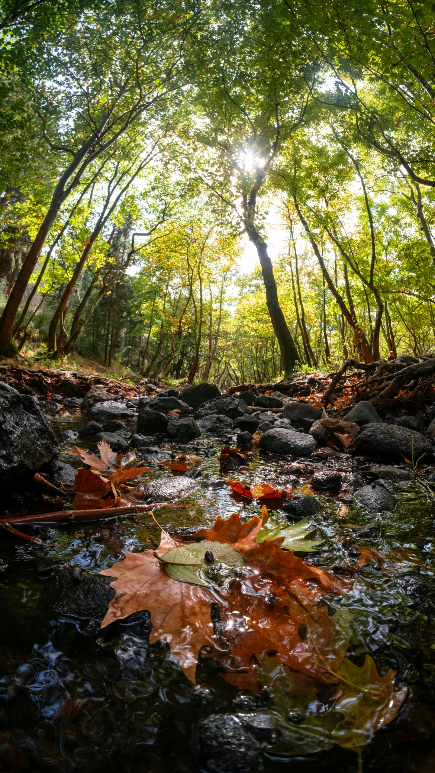 a leaf is lying on the ground in the forest