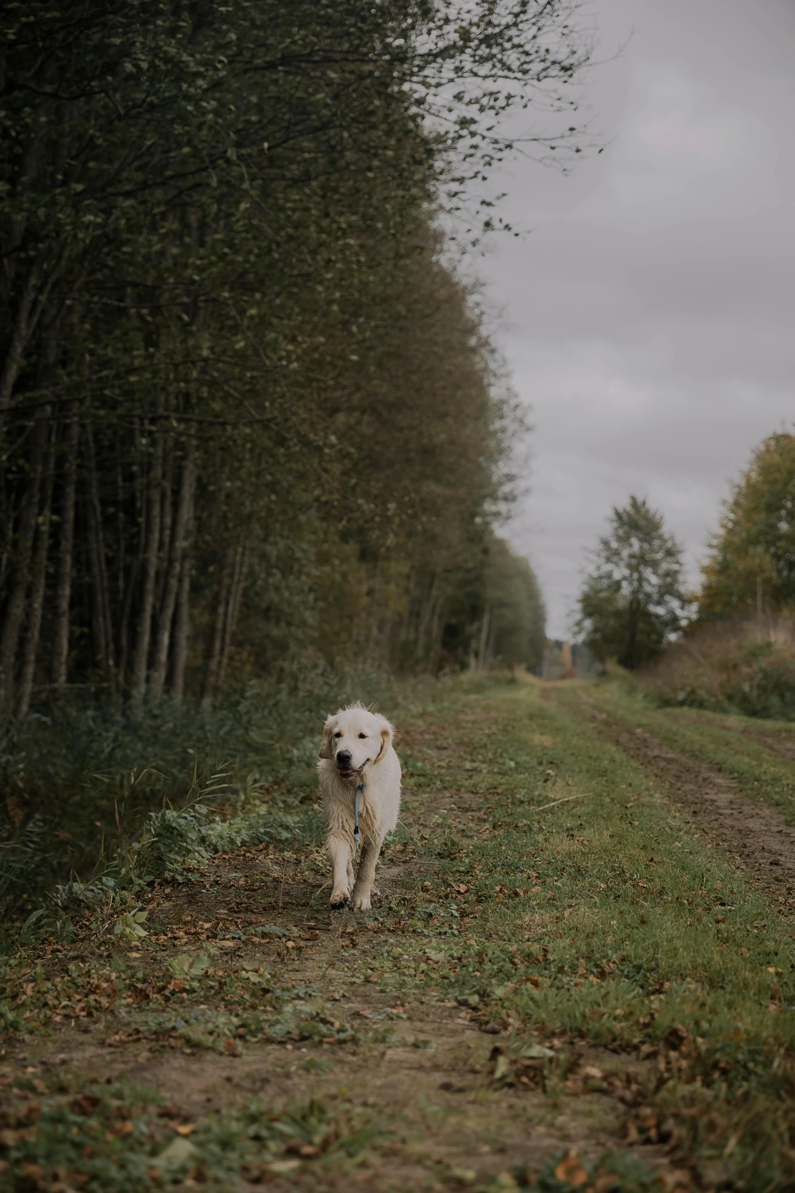 a dog that is walking across a dirt road