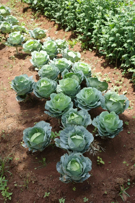 several green plants grow on the ground in a patch