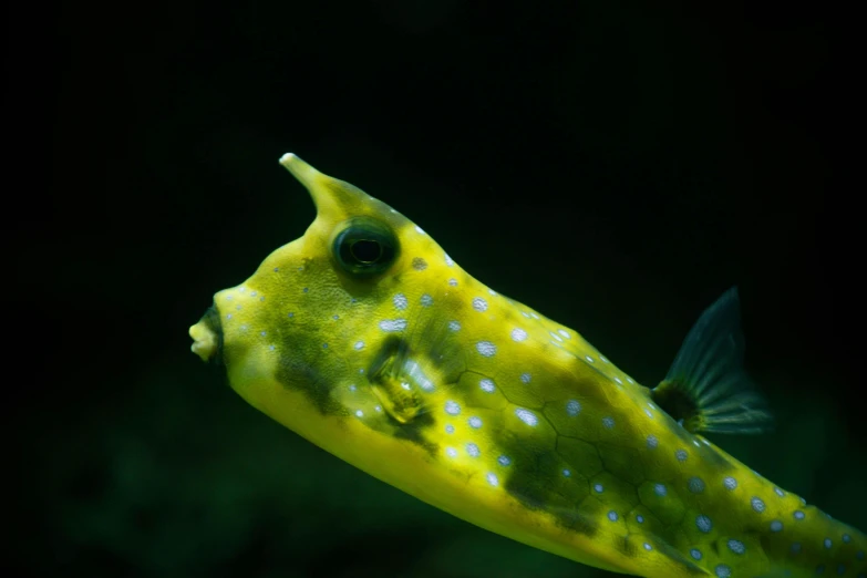 a green fish with yellow spots is sitting on the water