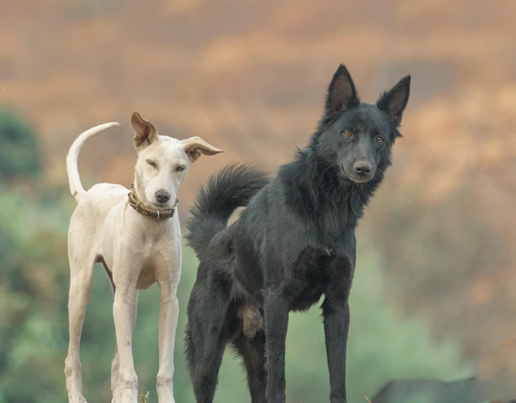 two dog with white dog on a leash