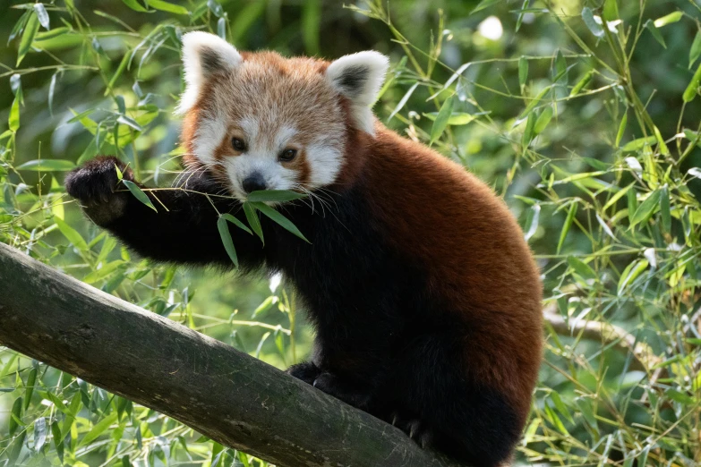 a small animal is sitting on top of a nch