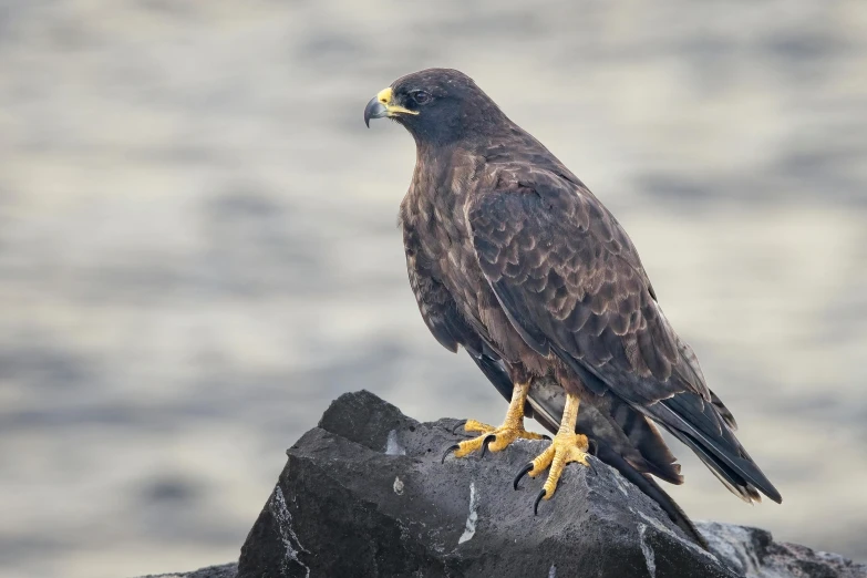 a bird perched on top of some rocks