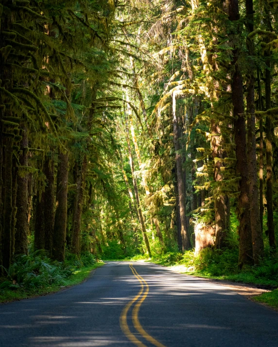 trees lining the road make for a quiet spot