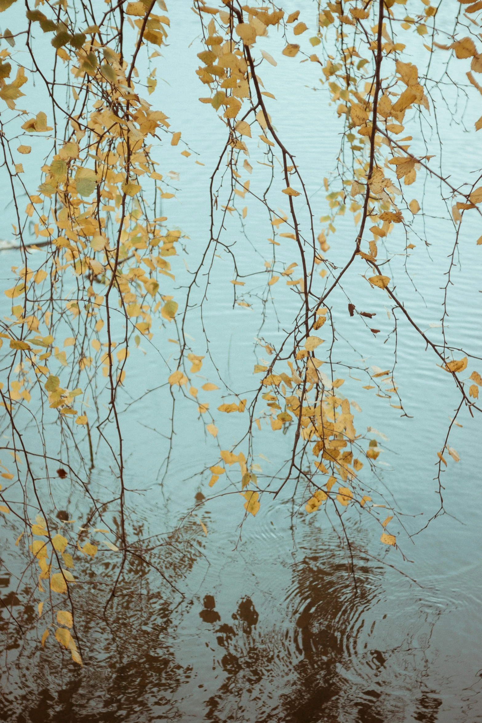 nches of a tree in water reflecting the yellow leaves