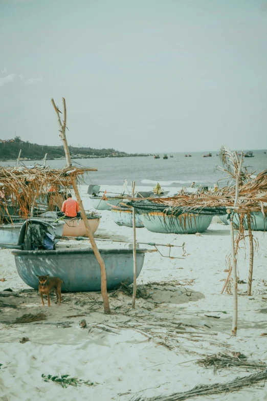 two small boats on the beach with dead trees