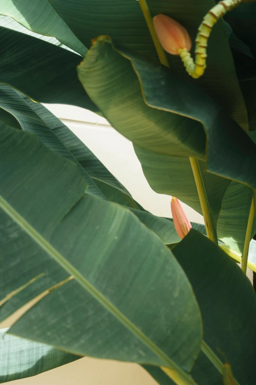 the leaves of a large plant with flower buds in bloom