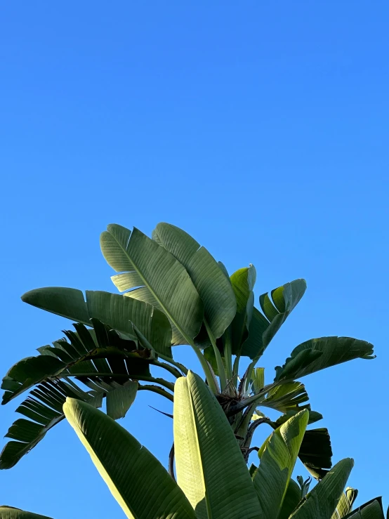 an image of some very pretty green leaves