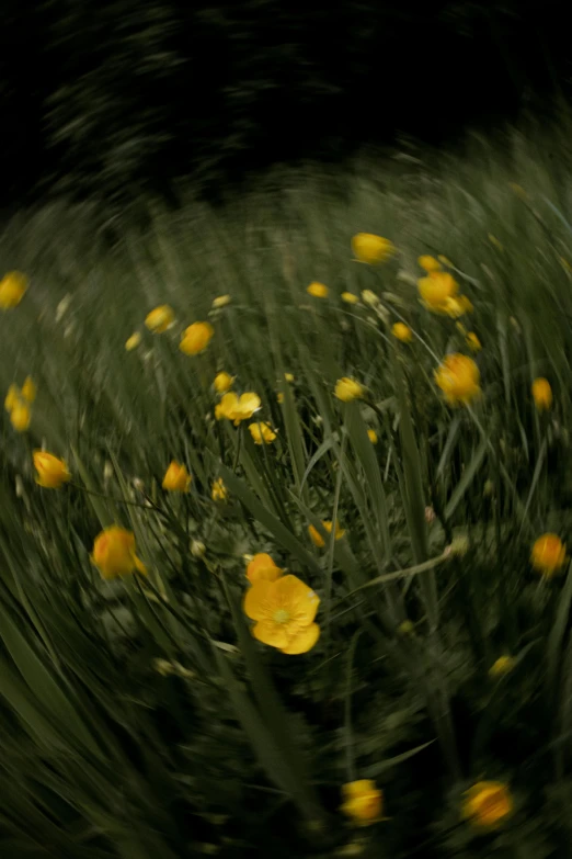 some yellow flowers in the grass and a black background