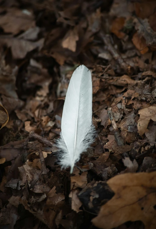 a feather is sitting on the ground