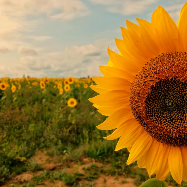 a large sunflower stands alone among the green grassy field