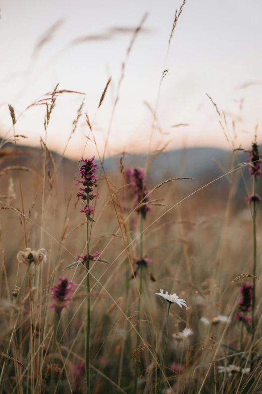 a group of purple flowers sitting on top of grass