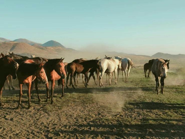 a group of horses standing in the desert on some dirt