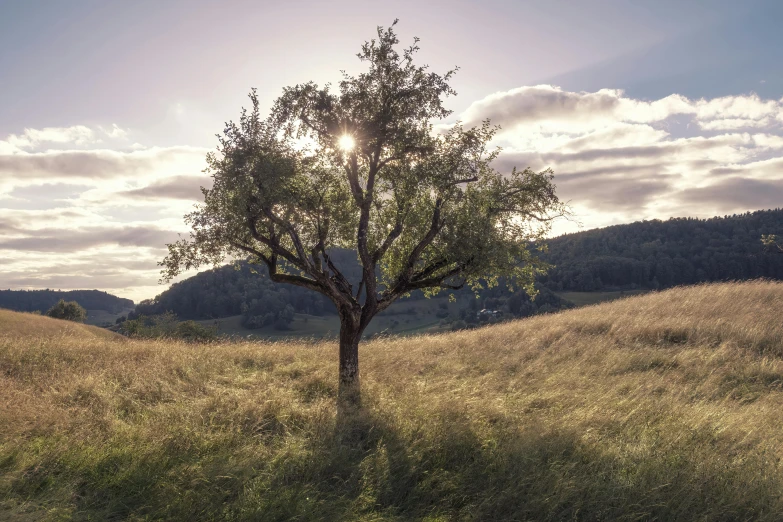 the tree is in a field that is slightly tall