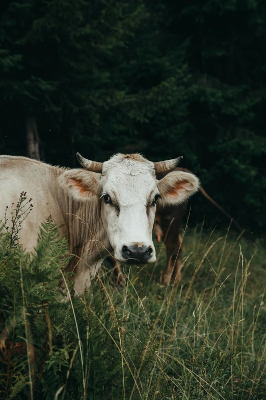 a cow that is in some tall grass