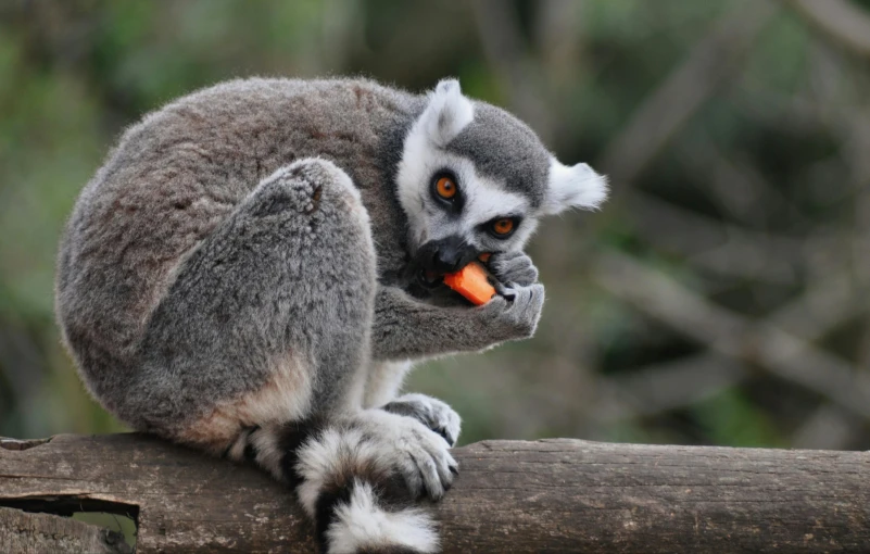 a monkey eating an orange carrot on a tree nch