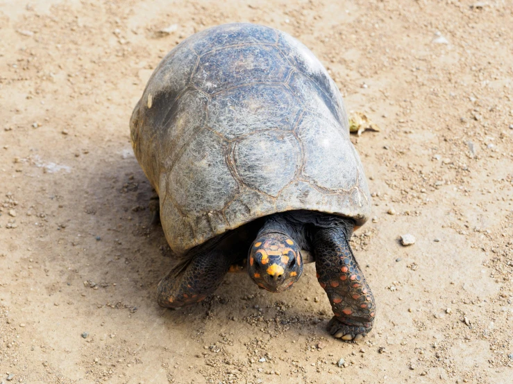 a small tortoise walking on top of a sandy floor