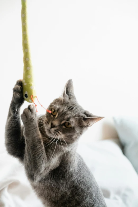a cat reaching up to reach at a bird toy