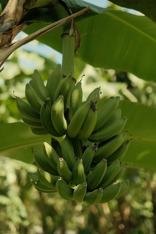 green bananas hang from the tree for us to eat