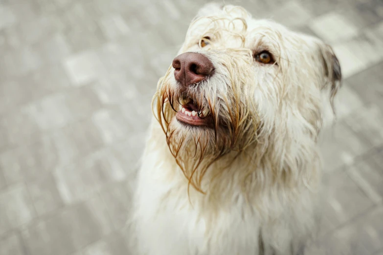 a white dog with brown eyes on a stone floor