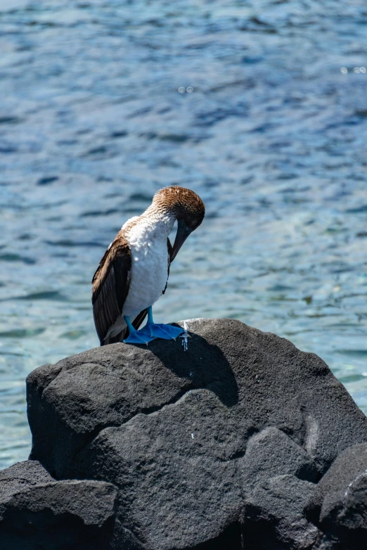 a bird sitting on top of a rock next to the ocean